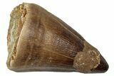 Fossil Mosasaur (Thalassotitan) Tooth - Morocco #345168-1